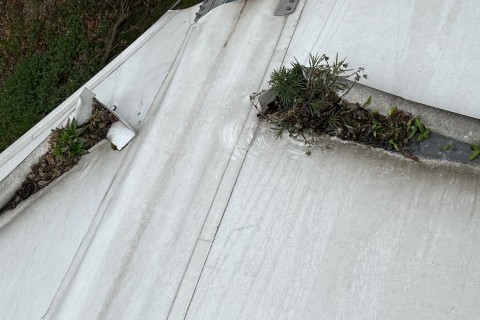 Unwanted growth on the roof!