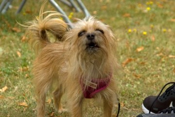 Attentive Congregants included a man and his dog!
